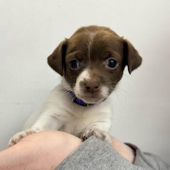 Vulpix -  Mixed Breed Dog for Adoption in Las Vegas, Nevada - Vulpix | PetCurious