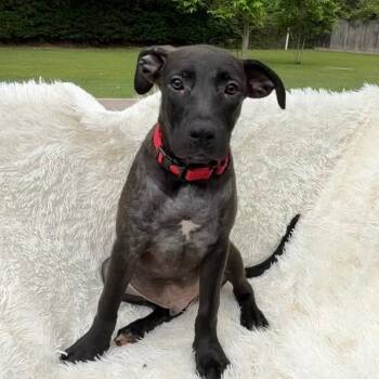 Black Labrador Retriever Dogs Available for Adoption in Houston, Texas - Janis Jop Of Joy | PetCurious
