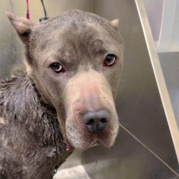 Galaxy -  Cane Corso and Mixed Breed Dog for Adoption in Matteson, Illinois - Galaxy | PetCurious