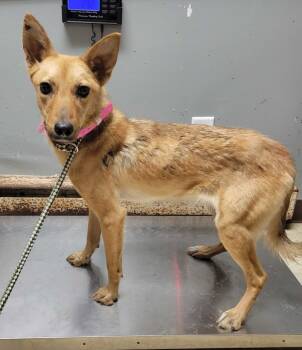 Rescue Mixed Breed Dogs for Adoption in Chillicothe, Ohio - Mashed Potatoes | PetCurious