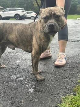 Titan -  Pit Bull Terrier and Mixed Breed Dog for Adoption - Titan | PetCurious