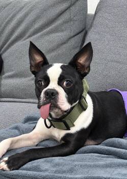 Daisy in NE -  Boston Terrier Dog for Adoption - Daisy In NE | PetCurious