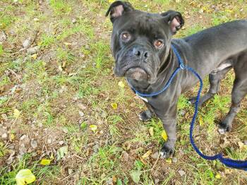 Rescue Cane Corso Dogs for Adoption in Jersey City, New Jersey - Brick | PetCurious