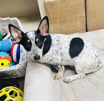 Butterfinger -  Chiweenie and Australian Cattle Dog Blue Heeler Dog Available for Adoption in Council Bluffs, Iowa - Butterfinger | PetCurious