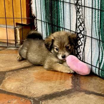 Maltese and Pomeranian Dogs Available for Adoption in Los Gatos, California - Fudge | PetCurious