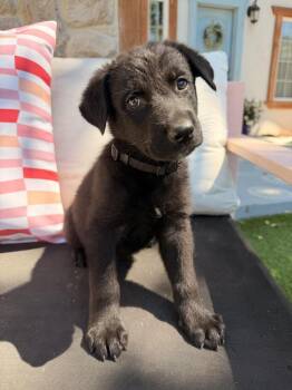Denton -  German Shepherd Dog Dog for Adoption in Pleasant Hill, California - Denton | PetCurious