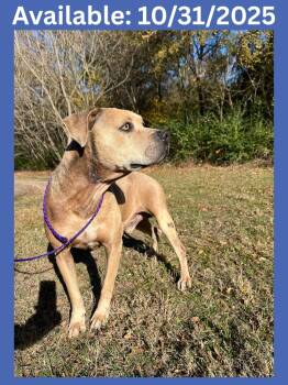Rescue Pit Bull Terrier and Mixed Breed Dogs for Adoption in Greenville, Texas - Dog Kennel # 32 Kimbo | PetCurious