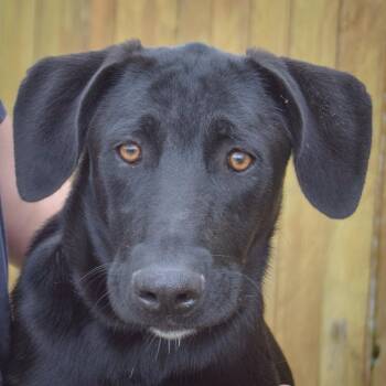 Black Labrador Retriever and Weimaraner Dogs Available for Adoption in Huntley, Illinois - Maxwell | PetCurious