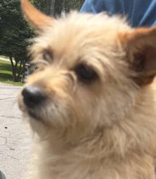 Terrier and Chihuahua Dogs Available for Adoption in Lawrenceville, Georgia - Pen 219 D | PetCurious