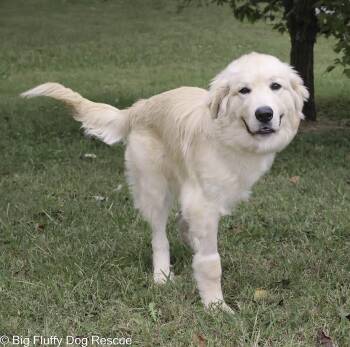 Rescue Great Pyrenees Dogs for Adoption in Nashville, Tennessee - George | PetCurious