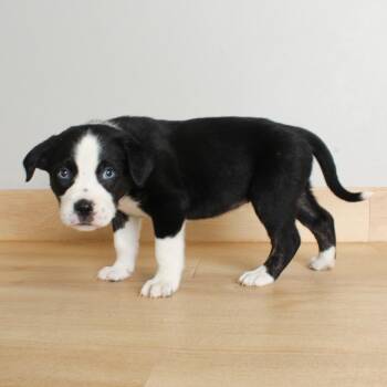 Border Collie Dogs Available for Adoption in Minnetonka, Minnesota - Allison D69462 | PetCurious