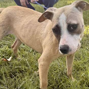 Rescue Mixed Breed Dogs for Adoption in New York, New York - Cookie Crisp | PetCurious