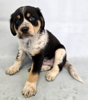 Beans -  Great Pyrenees and Mixed Breed Dog for Adoption in Morton Grove, Illinois - Beans | PetCurious