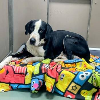 "Kingsley" -  Coonhound Dog for Adoption in Lyndhurst, Virginia - "Kingsley" | PetCurious