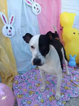 Great Dane and Terrier Dogs Available for Adoption - Pharaoh | PetCurious