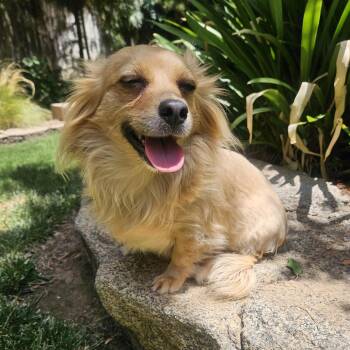 Sparky -  Mixed Breed and Dachshund Dog for Adoption in Fresno, California - Sparky | PetCurious