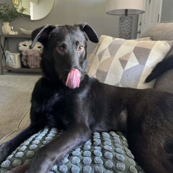 Black Labrador Retriever Dogs Available for Adoption in Blacksburg, Virginia - Max- Urgent Home Needed Foster Or Adopter | PetCurious