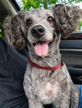 Charlie -  Miniature Poodle and Shih Tzu Dog for Adoption in Keizer, Oregon - Charlie | PetCurious