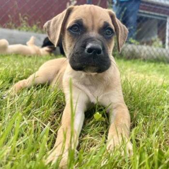 Bangor -  Mixed Breed Dog for Adoption in East Montpelier, Vermont - Bangor | PetCurious