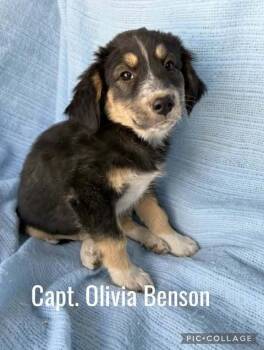 Rescue Mixed Breed Dogs for Adoption in Waunakee, Wisconsin - Capt Olivia Benson | PetCurious