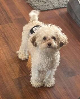 Poodle Dogs Available for Adoption - Buster | PetCurious