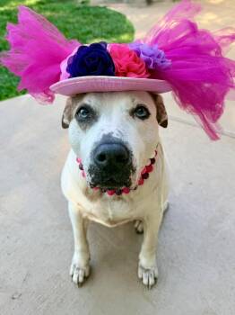 Puppycups (Gentle, Loving, Resilient, Affectionate, Calm, and Sw -  Pit Bull Terrier Dog for Adoption in Grand Rapids, Michigan - Puppycups (Gentle, Loving, Resilient, Affectionate, Calm, And Sw | PetCurious