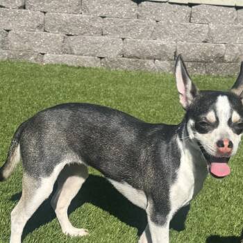 Rescue Chihuahua Dogs for Adoption in Las Vegas, Nevada - Manana | PetCurious