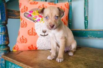 Lavender -  Border Collie and Shepherd Dog for Adoption in San Antonio, Texas - Lavender | PetCurious