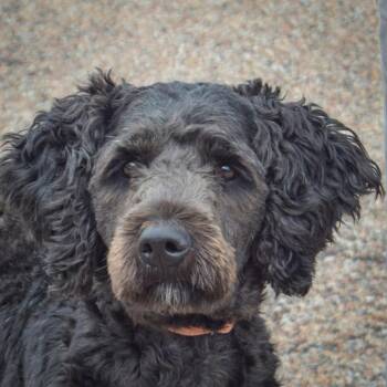 Sage -  Black Labrador Retriever and Poodle Dog for Adoption in Huntley, Illinois - Sage | PetCurious