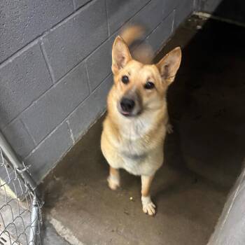 Foxy -  Carolina Dog and Mixed Breed Dog for Adoption in Corbin, Kentucky - Foxy | PetCurious