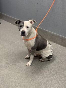 BOSSY -  Pit Bull Terrier Dog for Adoption in Las Vegas, Nevada - BOSSY | PetCurious