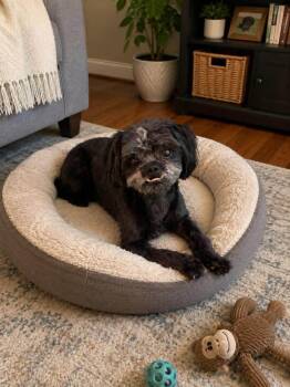 Lhasa Apso Dogs Available for Adoption in Douglas, Massachusetts - Kodak | PetCurious