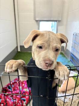 Ash -  Cane Corso Dog for Adoption in Newport, Oregon - Ash | PetCurious