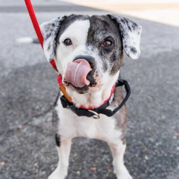 Mixed Breed Dogs Available for Adoption in Gainesville, Florida - Bluey | PetCurious