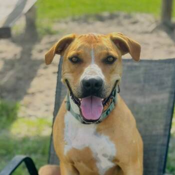 Rescue Hound and Mixed Breed Dogs for Adoption in Williston, Florida - Sara Lee | PetCurious