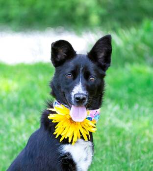 Border Collie Dogs Available for Adoption in Coatesville, Pennsylvania - Josie | PetCurious