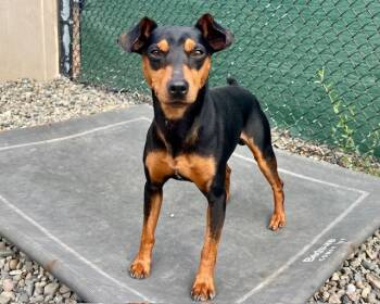 Rescue Miniature Pinscher Dogs for Adoption in Santa Cruz, California - CLYDE* | PetCurious