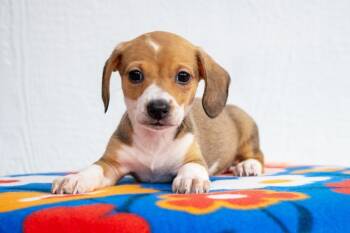 Mario Litter - Toadette -  Dachshund and Mixed Breed Dog for Adoption in Savage, Minnesota - Mario Litter - Toadette | PetCurious