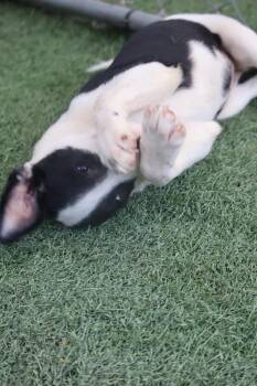 Maxie -  Labrador Retriever Dog for Adoption in Statesville, North Carolina - Maxie | PetCurious