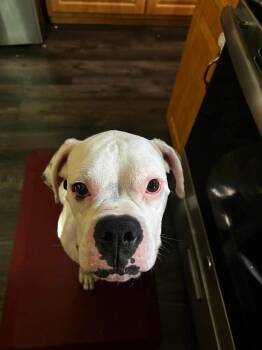 Gucci -  Boxer Dog for Adoption in Sanford, Michigan - Gucci | PetCurious