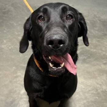 Watson -  Labrador Retriever and Mixed Breed Dog for Adoption in Dekalb, Illinois - Watson | PetCurious