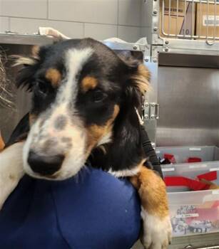 FERN -  Mixed Breed Dog for Adoption in Santa Fe, New Mexico - FERN | PetCurious