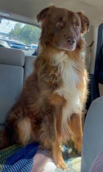 Louie -  Australian Shepherd Dog for Adoption in Alexandria, Virginia - Louie | PetCurious