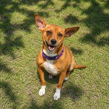 Ellen -  Chihuahua Dog for Adoption in Berlin, New Jersey - Ellen | PetCurious