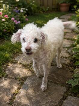 Ruby -  Bichon Frise Dog for Adoption in Brownstown, Indiana - Ruby | PetCurious