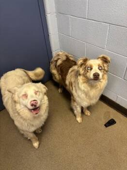 Australian Shepherd Dogs Available for Adoption in Lafayette, Indiana - Tilly And Twilly *BONDED PAIR* | PetCurious