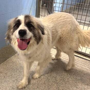 Great Pyrenees Dogs Available for Adoption in Falls Church, Virginia - Sugar | PetCurious
