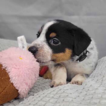 Rescue Pointer and Mixed Breed Dogs for Adoption - Marble (Inkspot Litter) | PetCurious