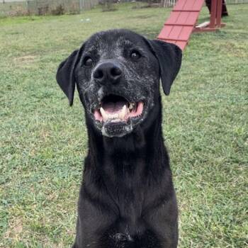 Labrador Retriever Dogs Available for Adoption in Cedarburg, Wisconsin - Pin | PetCurious