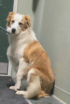 Grover -  English Shepherd Dog for Adoption in Hillsdale, Indiana - Grover | PetCurious